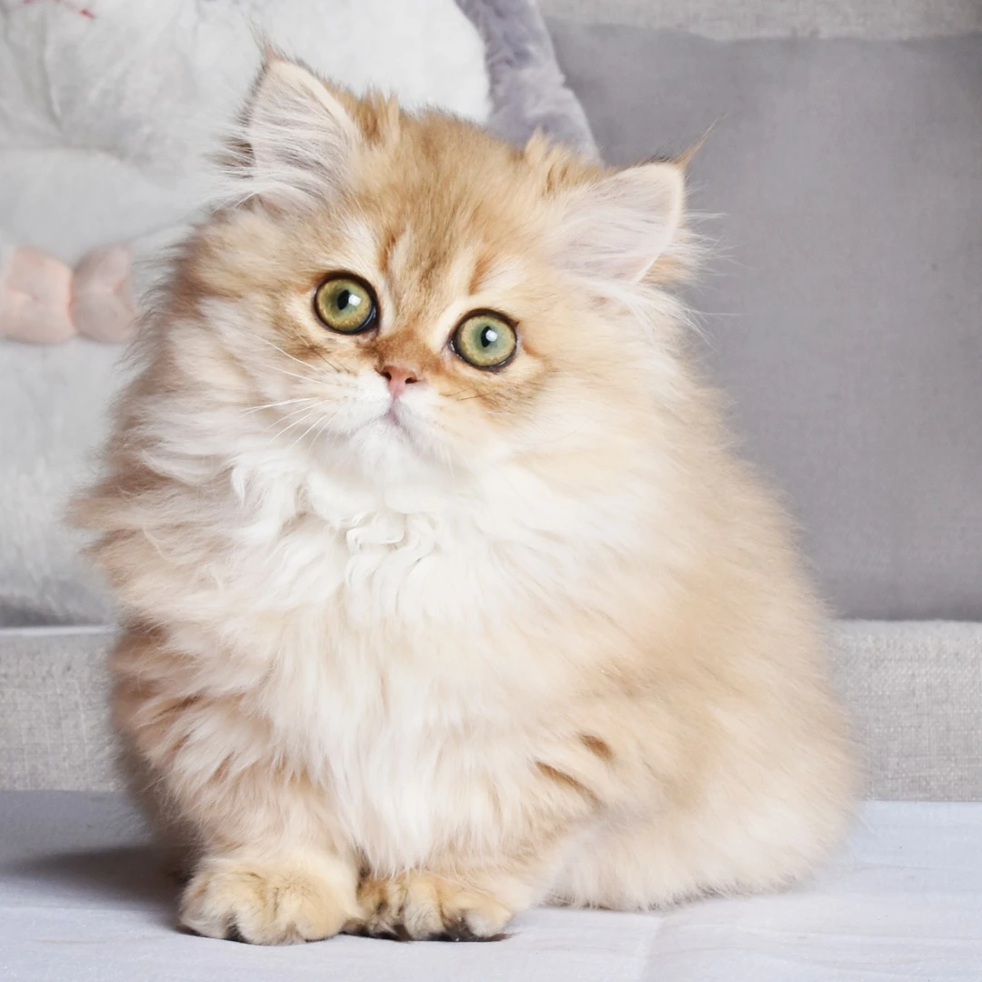 宠物猫代金券（以直播间看到为准）