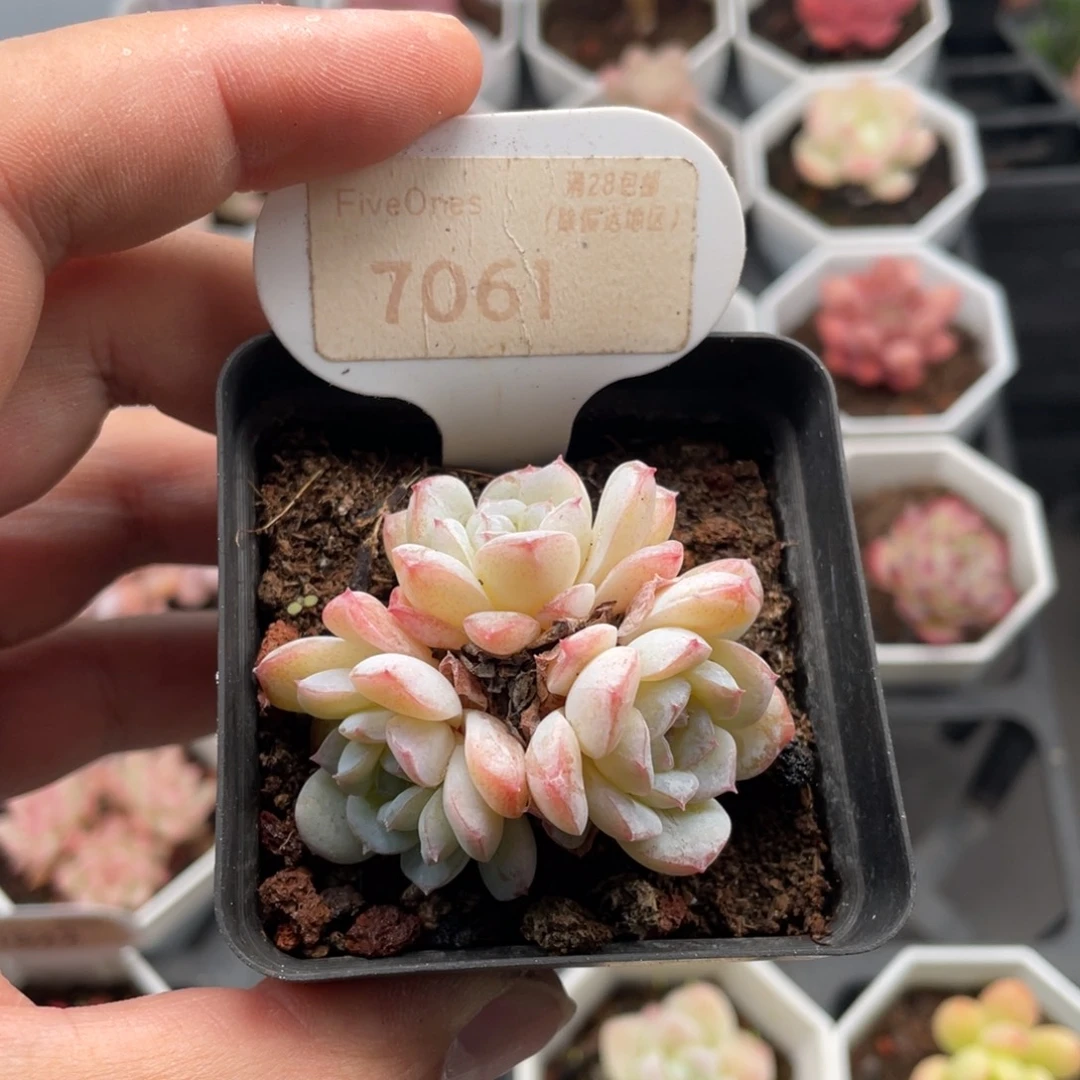 雪颜7061-5.0厘米