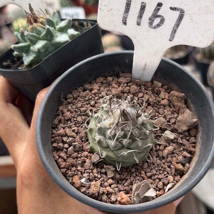 肥***想952 1167二个好养皮实