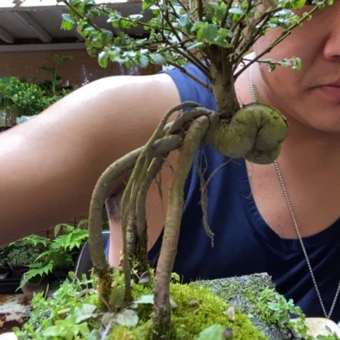 红陶M*一物一拍所见即所得66