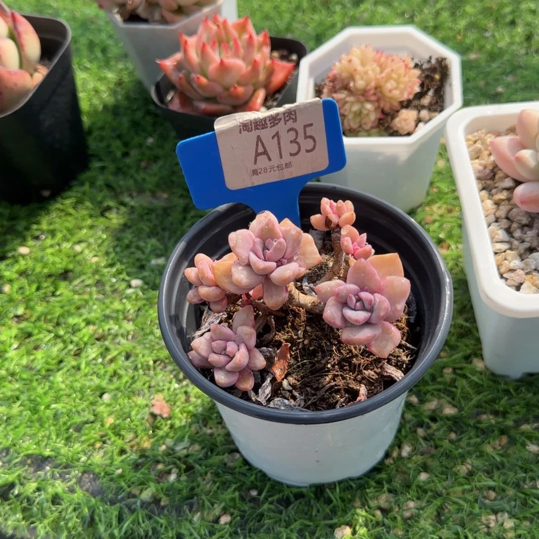 发****?多肉植物88888888