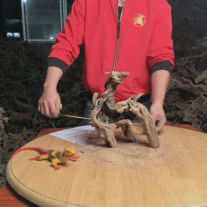 木鱼缸造景杜鹃根142