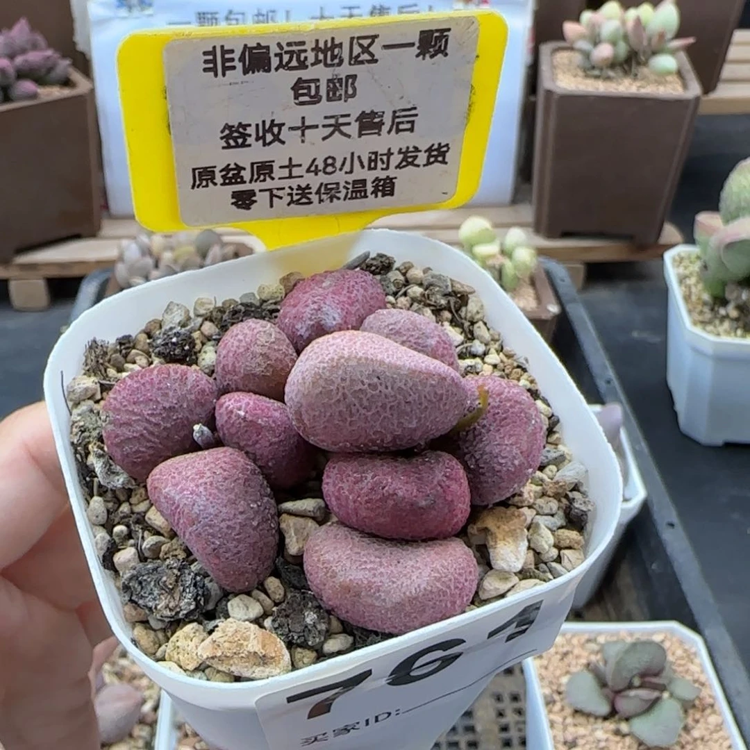 761夏娃多肉植物