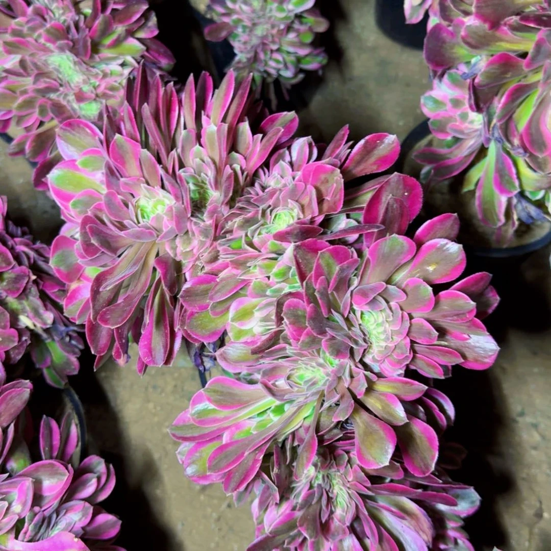 粉女郎缀化满20包邮