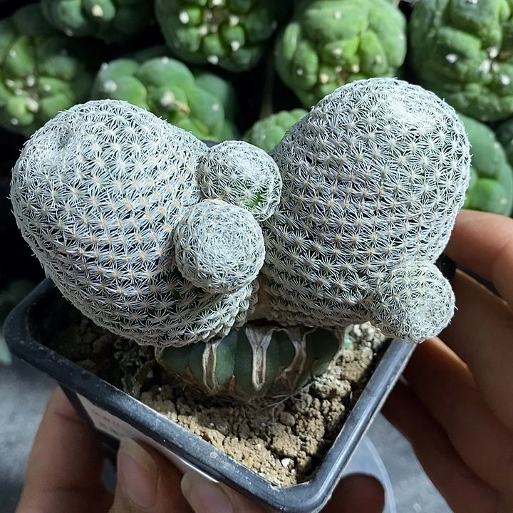 苗接美丽丸仙人球。418号