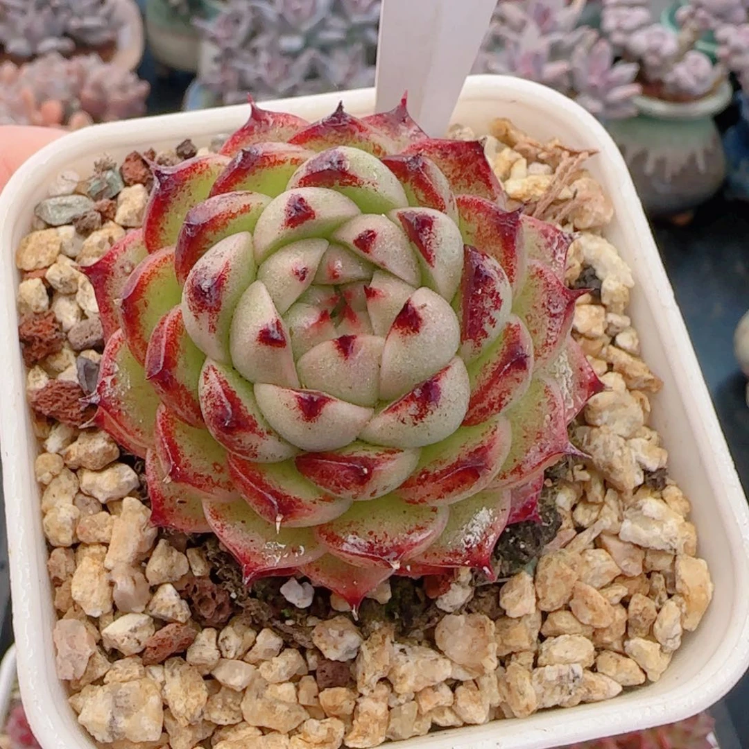 多肉植物7540………….