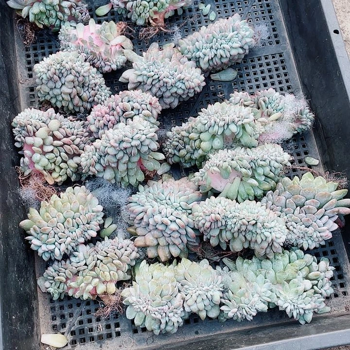 橙子缀化18.8一盆6494646494949