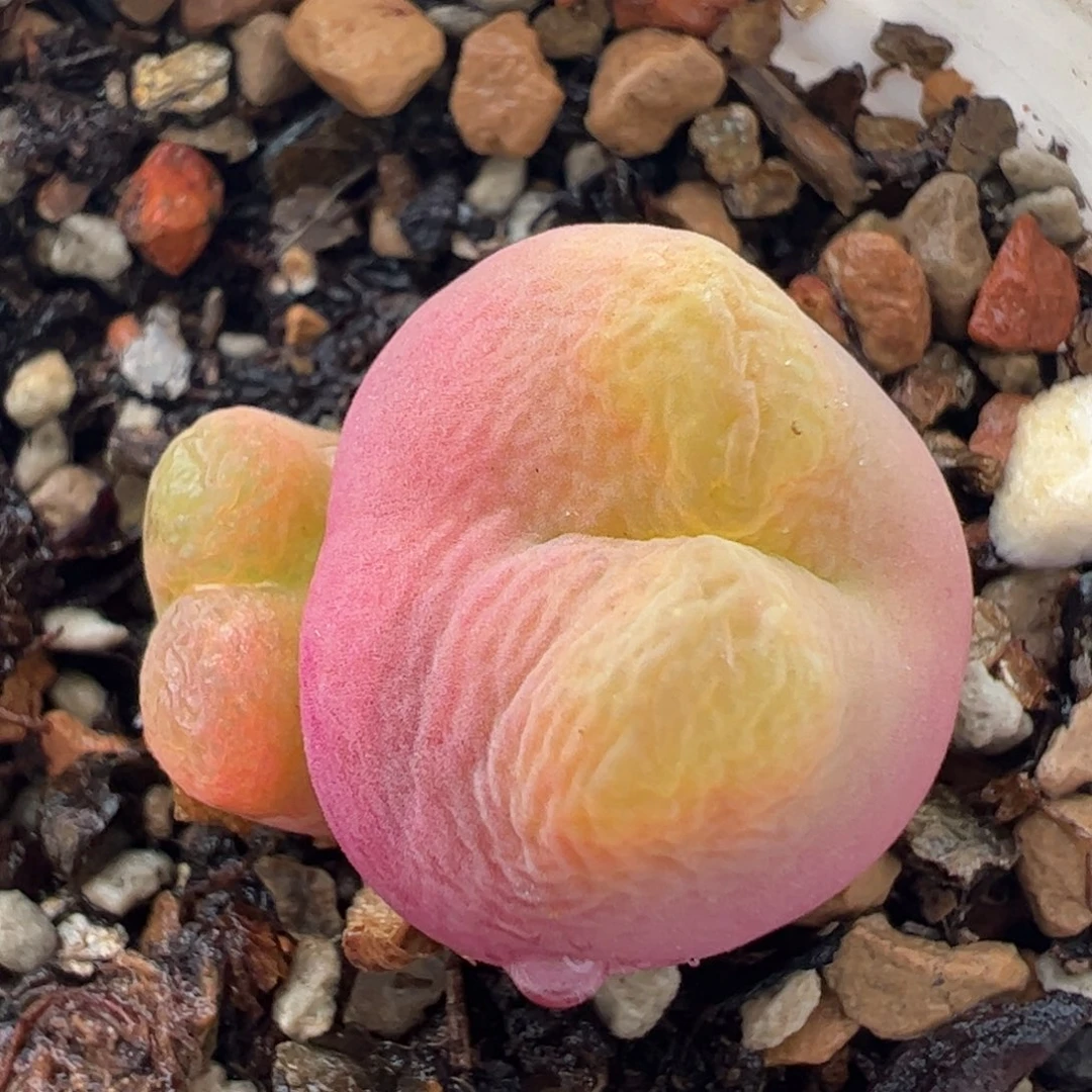 拉登毛多肉植物136