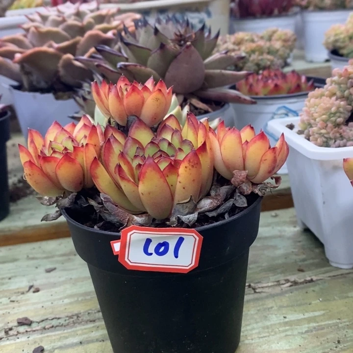 锦**?一物一拍肉酱玫瑰多肉101