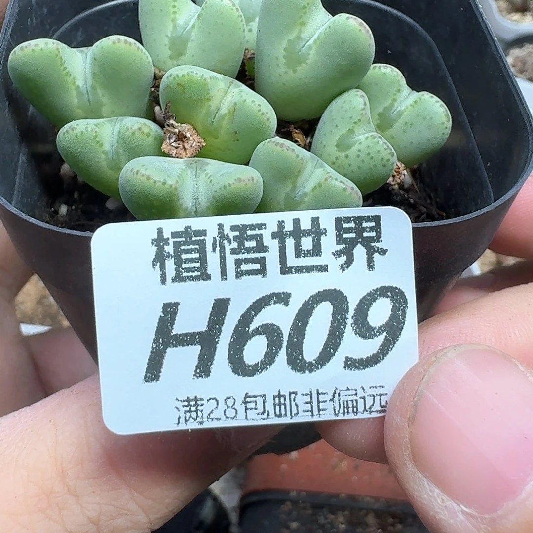 *****多肉植物的润泽地方