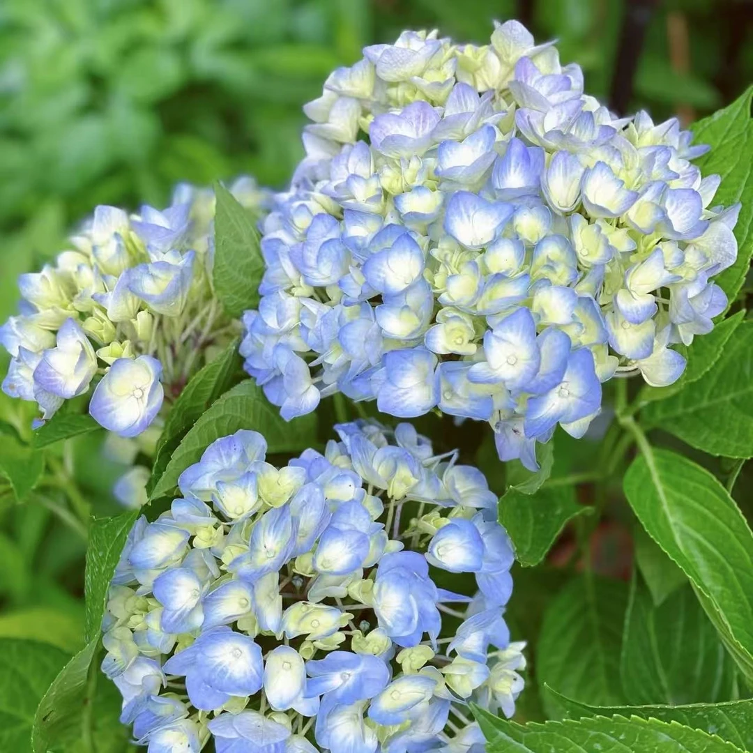 博登湖绣球盆栽阳台庭院