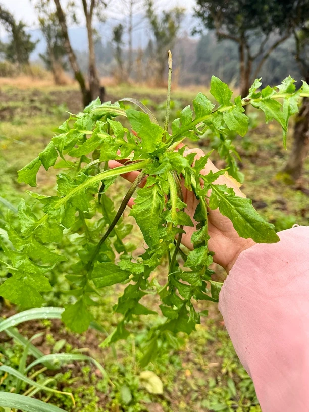 野生芥菜 （包饺子 凉拌   炒菜 烫火锅 都行）