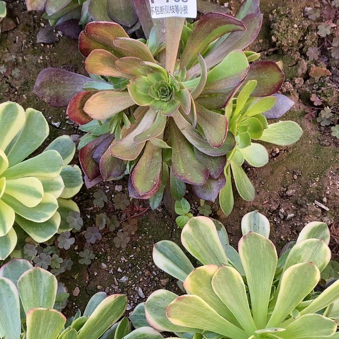 768万灰花脸多肉