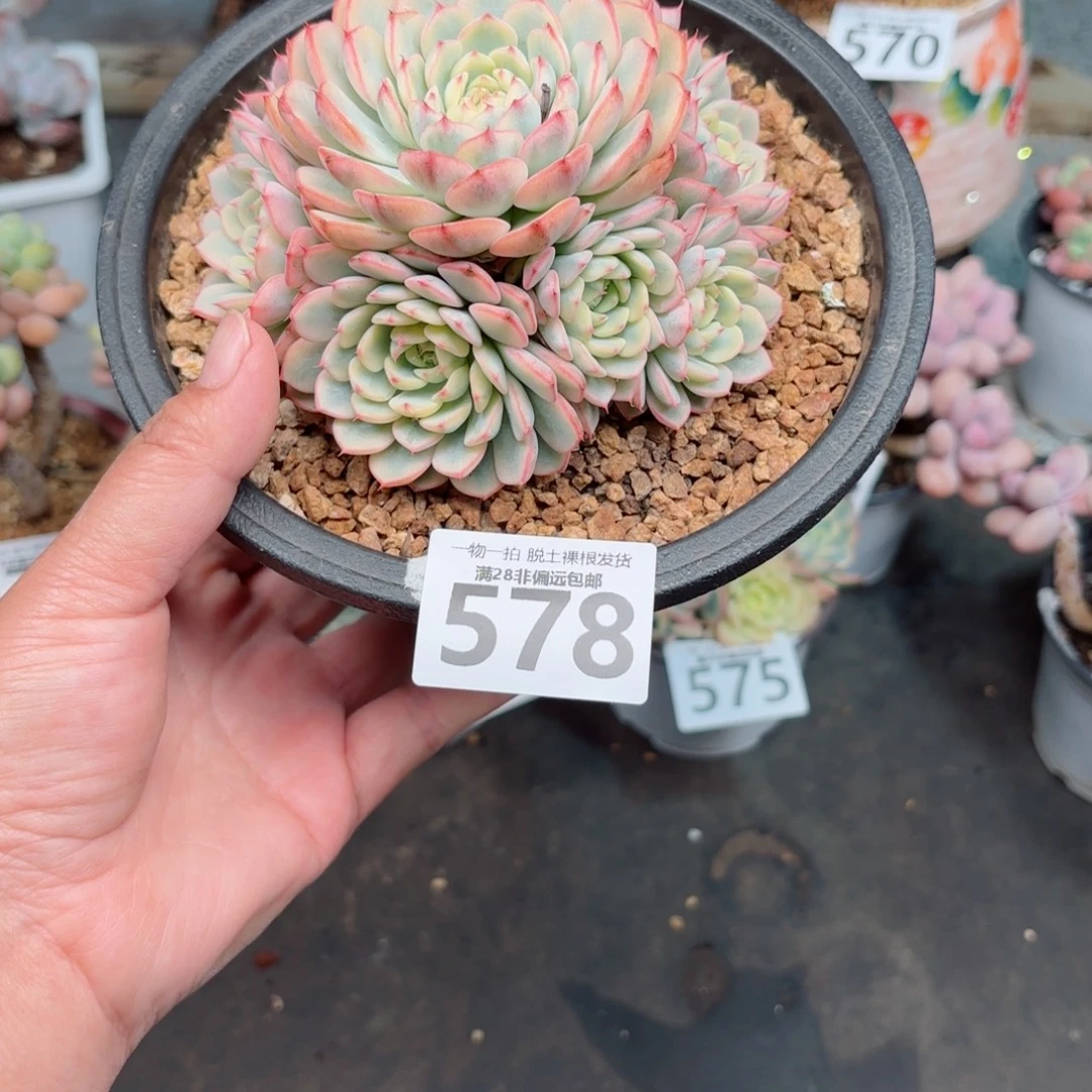 姬莲锦整群多肉多