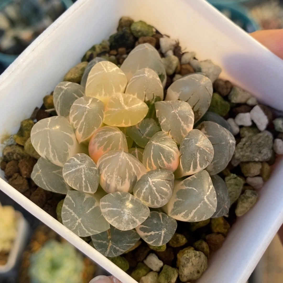 一颗实生玉露锦 特价