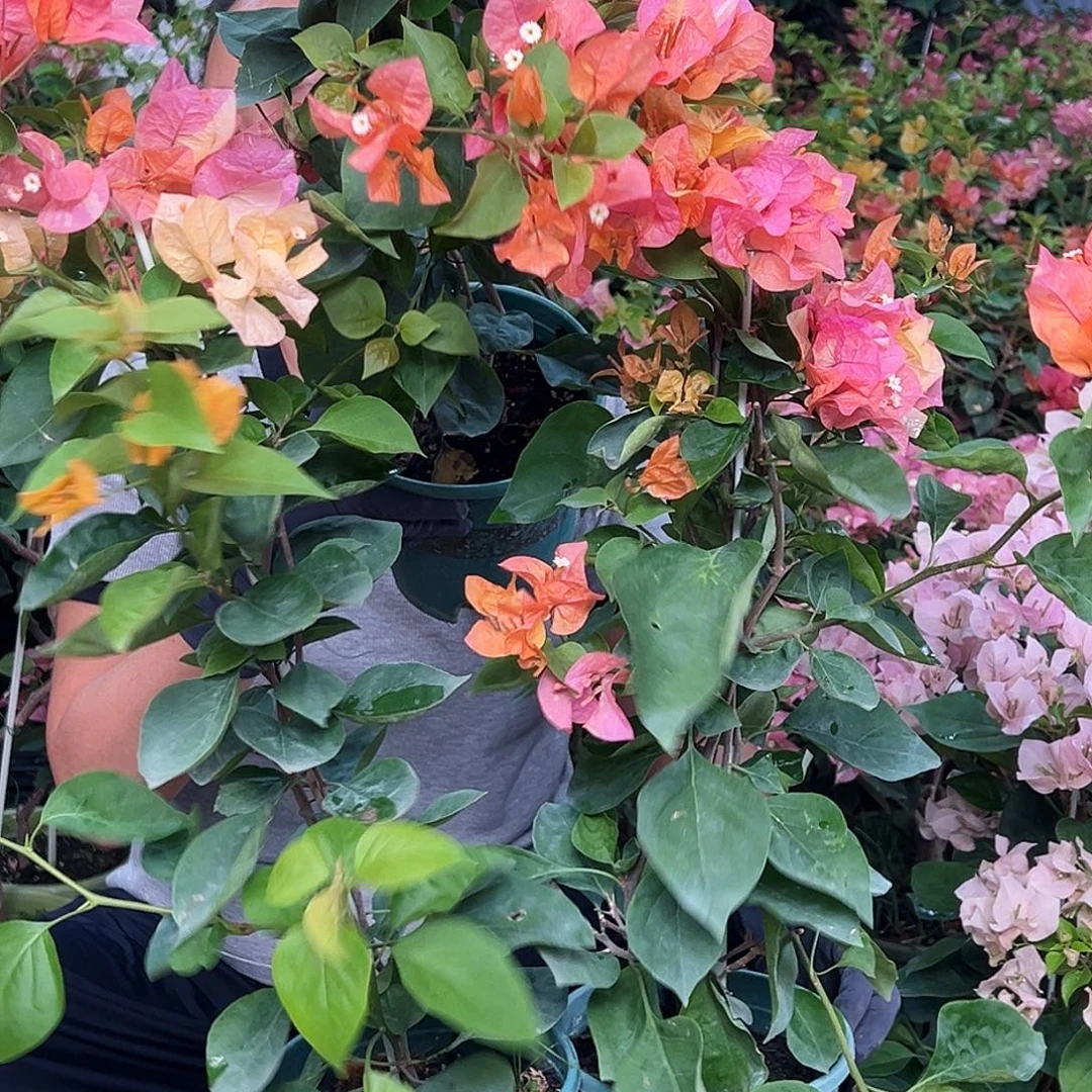 当前无花栽培后可以开花阿达纳带竹一颗