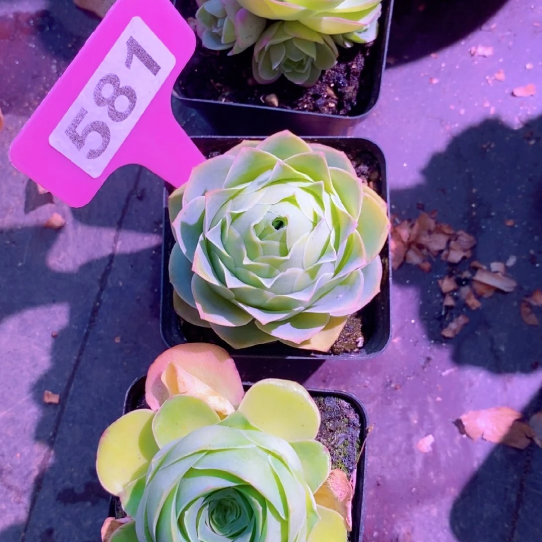 山地玫瑰下播福利一物一拍581恋红尘韶华倾心