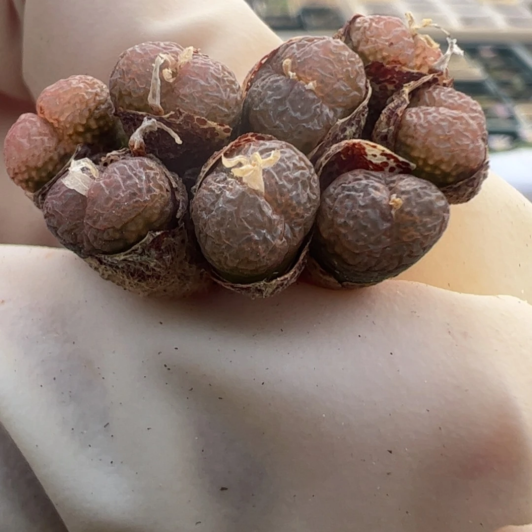 h390 好看的多肉冲冲冲