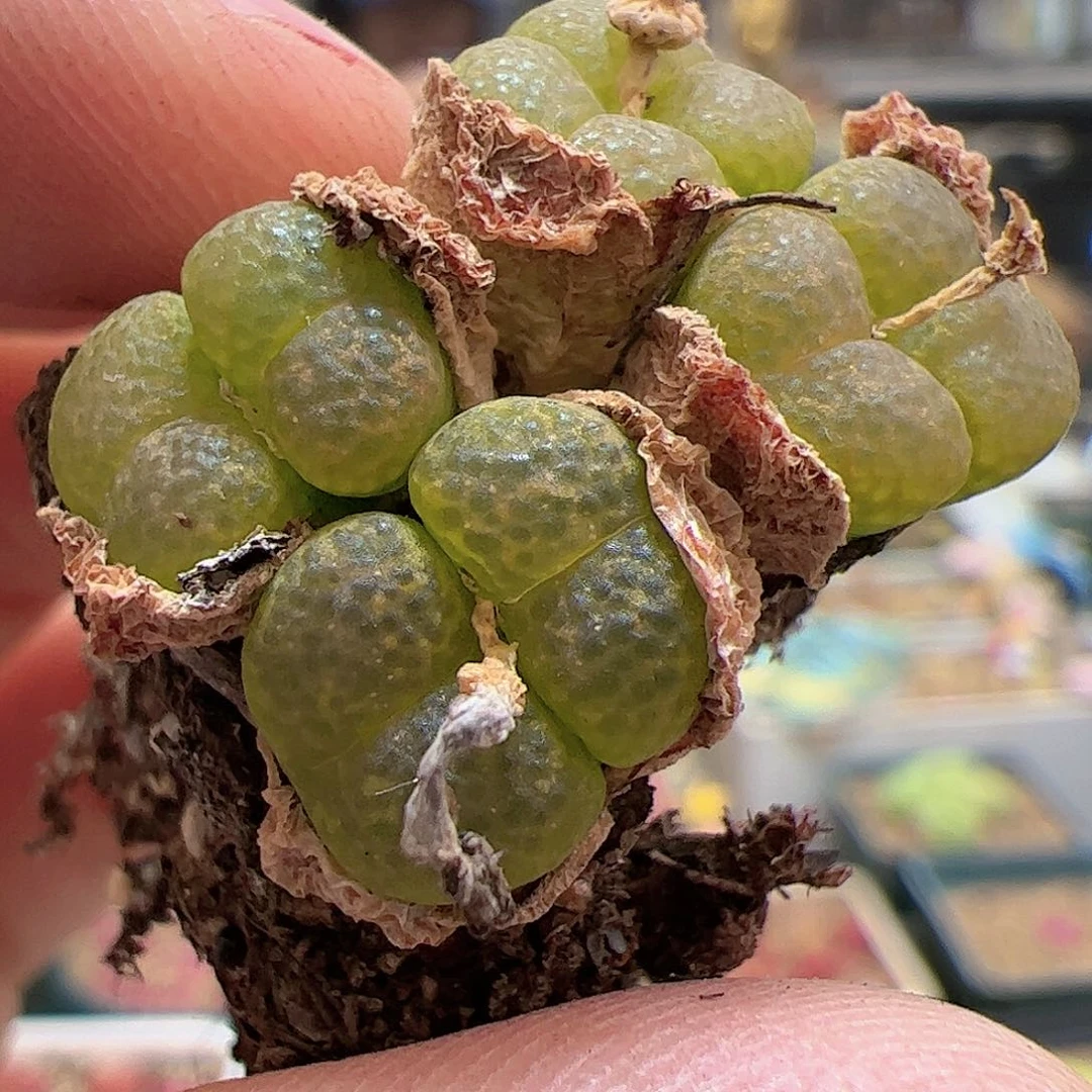 【闪购商品】296 流苏