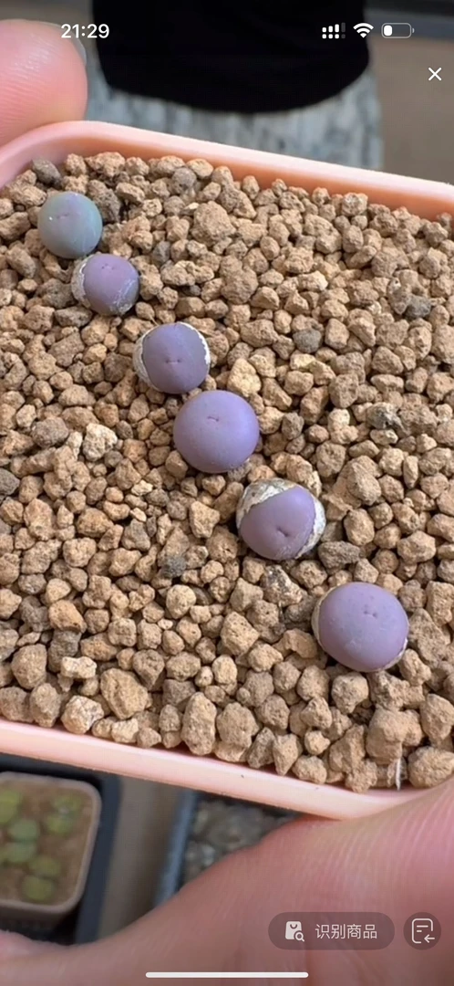 116疯狂的多肉石头一颗