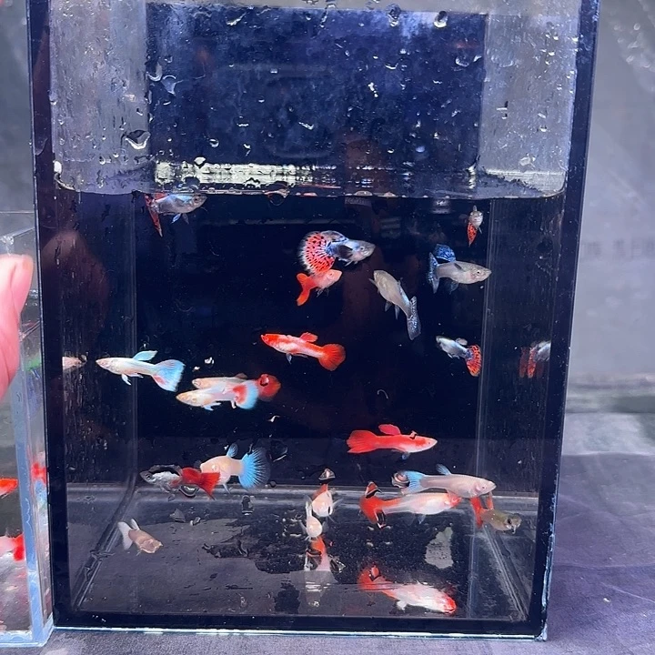 孔雀鱼孔雀混搭20条