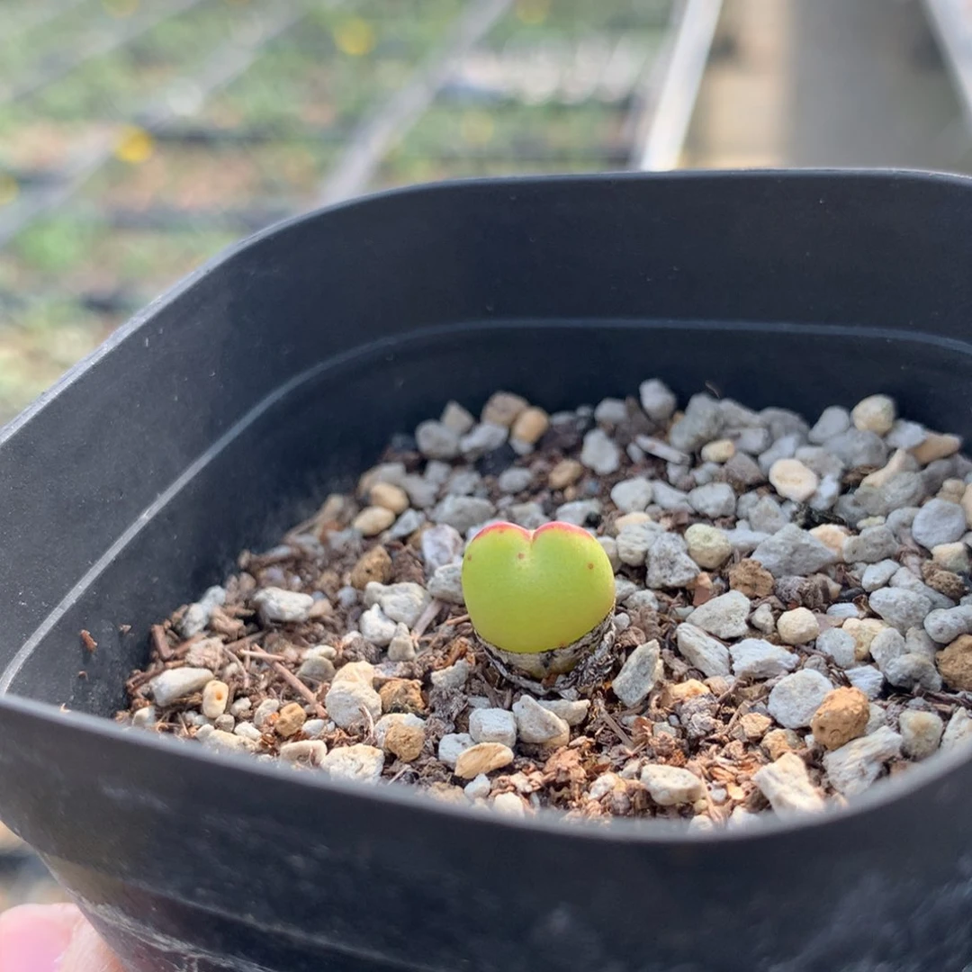 a687爱丽丝母本一颗