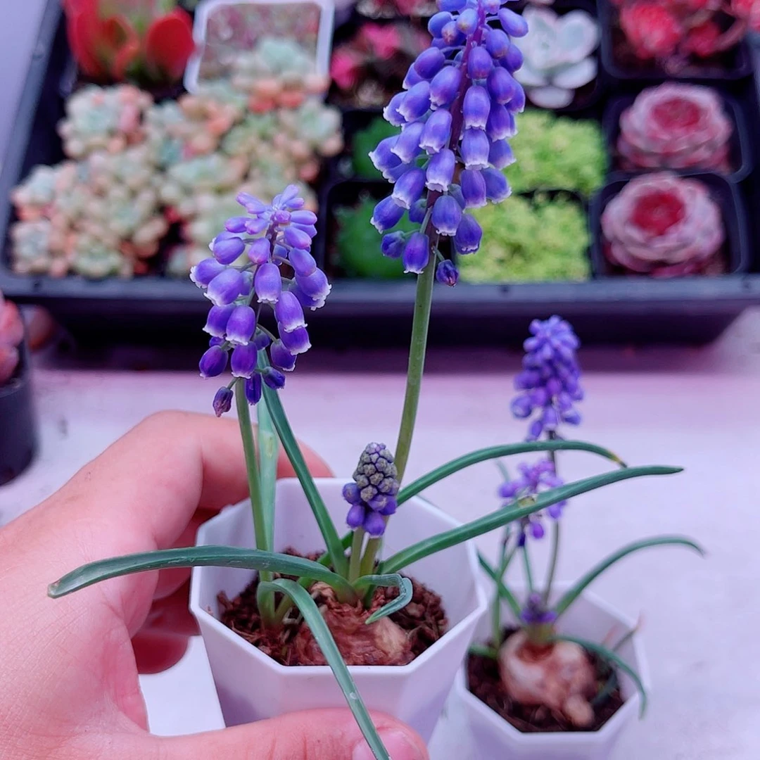 2颗带盆风信子满9.9