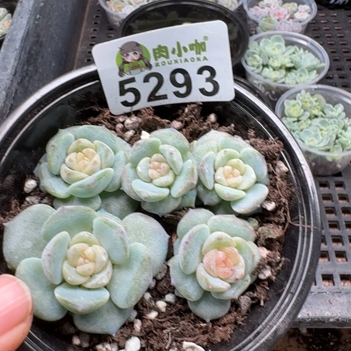 多肉植物多肉植物