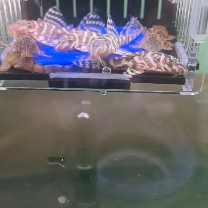 清道夫黄金帝王迷宫 5 个，红老虎 5 个，2 号