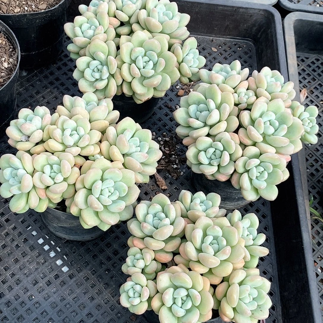 泡泡糖1颗带盆带土多肉