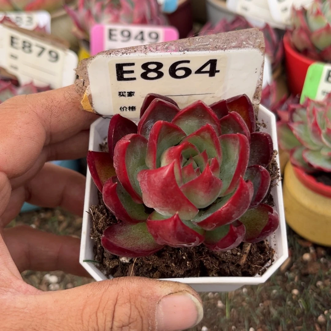 惊鸿一瞥864好多肉