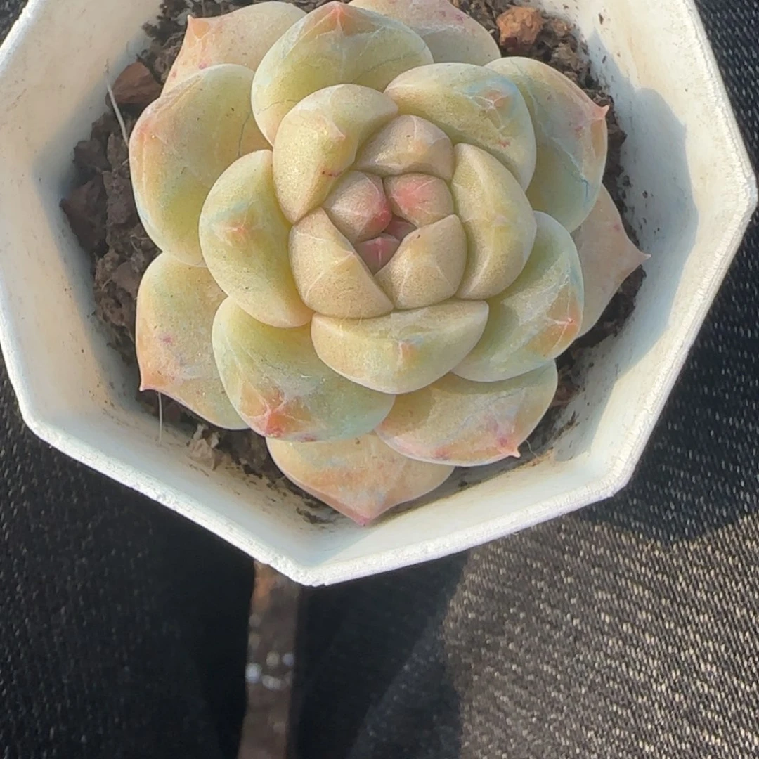 多肉小卡拉米糖心一物一拍