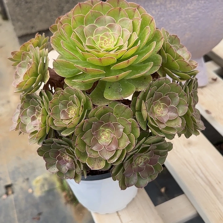 法师多肉植物万圣节