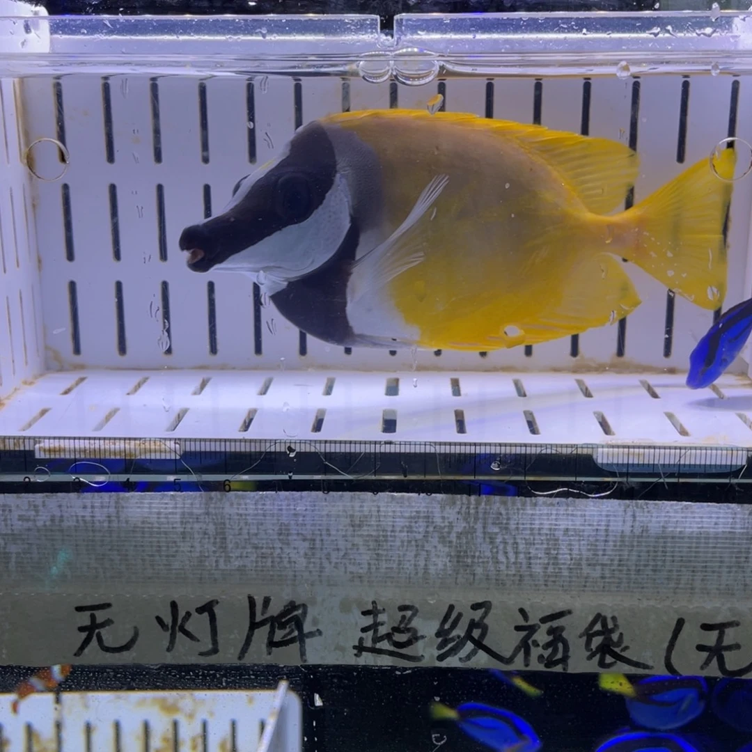 海水鱼狐狸一条141