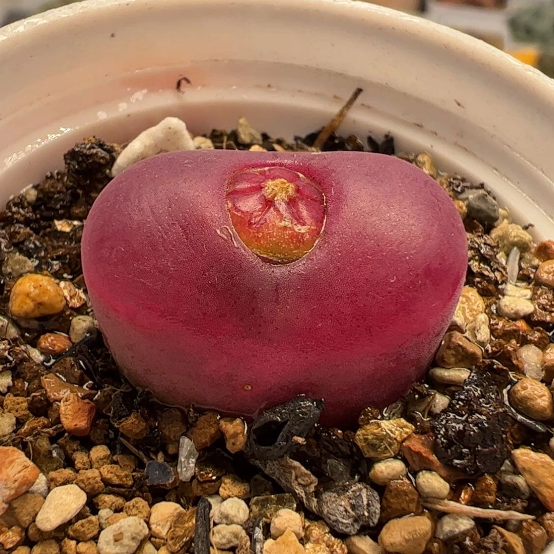 019多肉植物百科