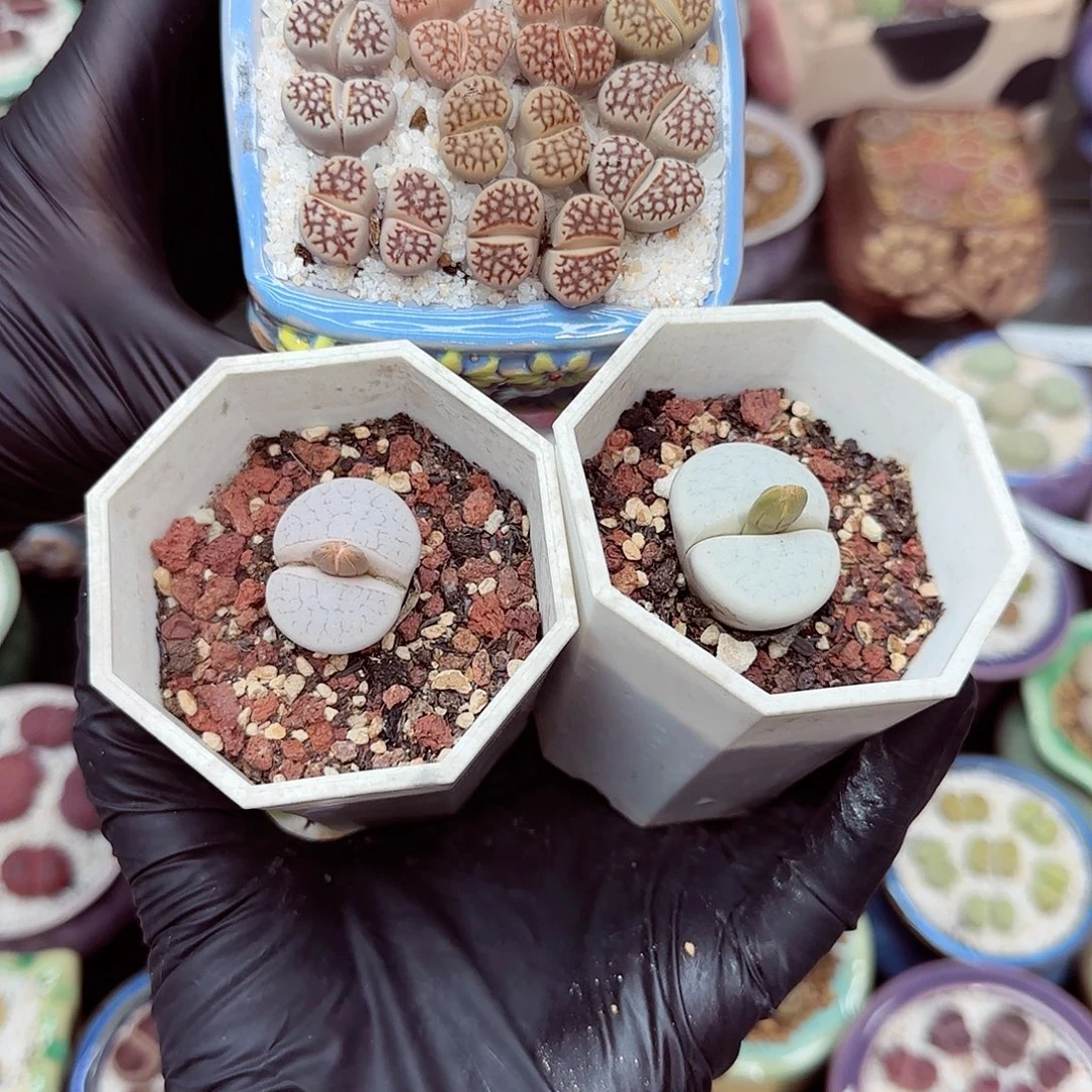 生石花18包邮0916.-300