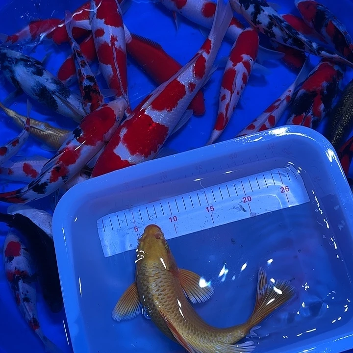 海水鱼　哥哥和许个小哥哥发的方法