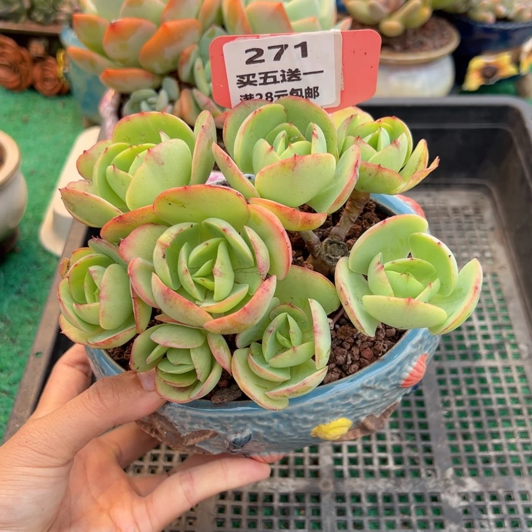 表妹精品多肉植物271.