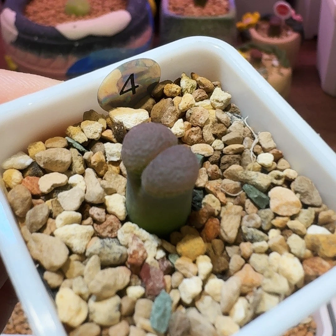 无花朵多肉植物风铃4