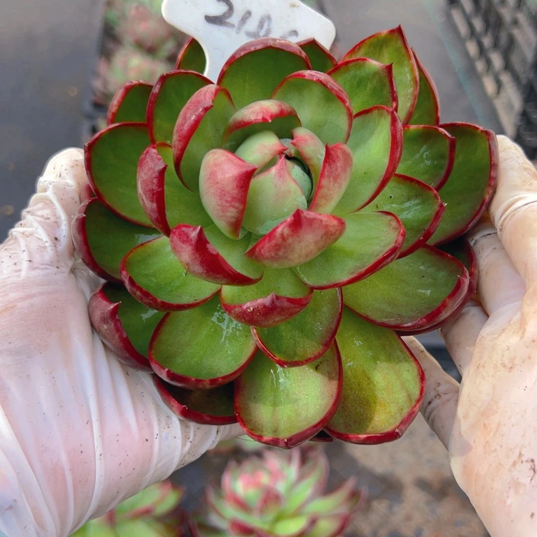 清****子惊鸿仙子一物一拍2146号