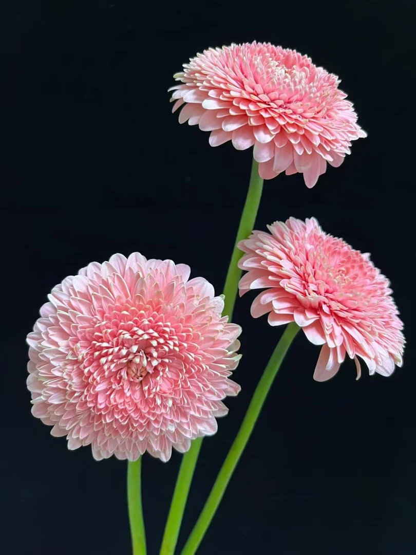 方德凯蒂泡泡非洲菊10支    云南基地鲜花  直发  家养水养