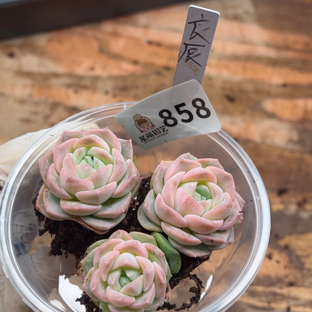 多肉植物多肉植物