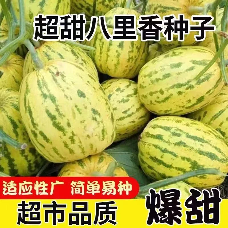 【全场满5包包邮】八里香落花甜甜瓜种子中早熟蔬菜瓜