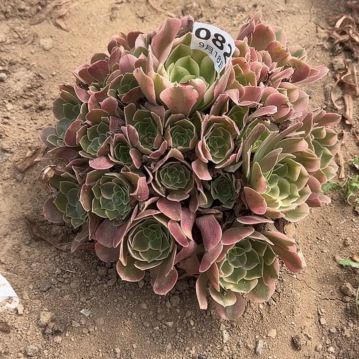 9.18-82香妃多肉植物4