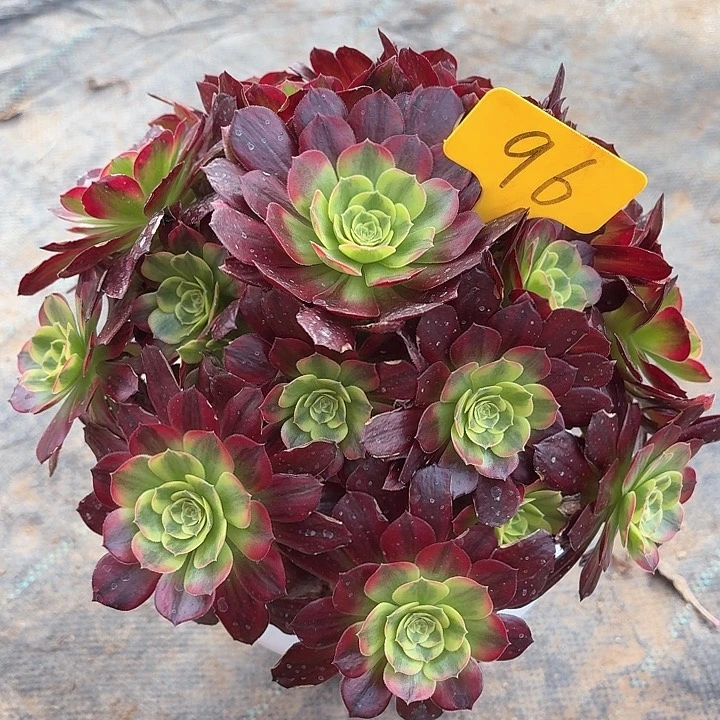 96安娜一物一拍照片