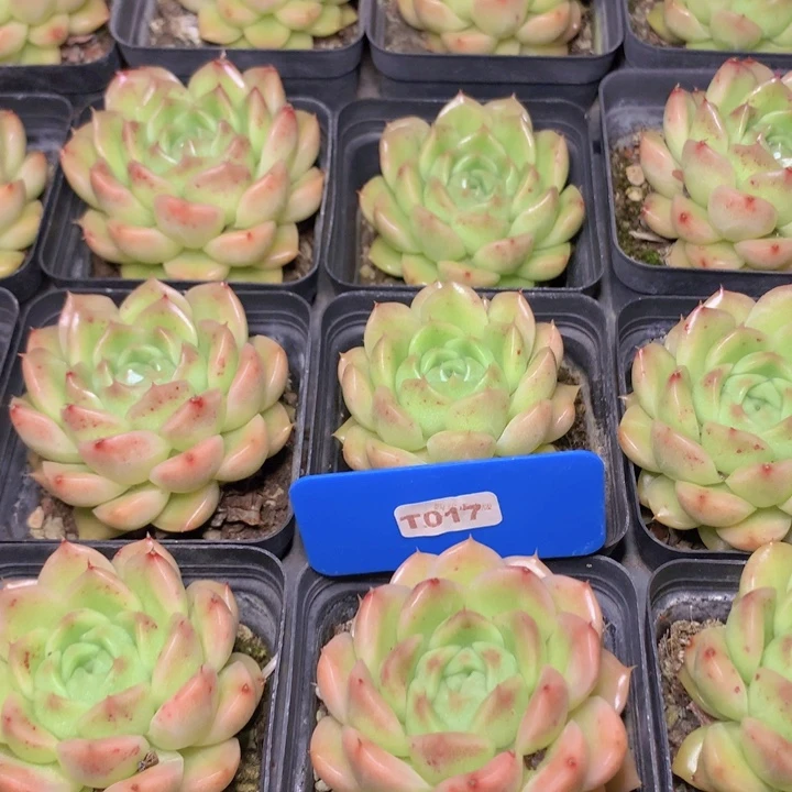 t017秃头麦单头脱土