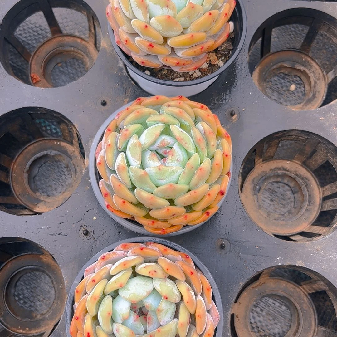 ?***宝韩橙三颗1234号一物一拍