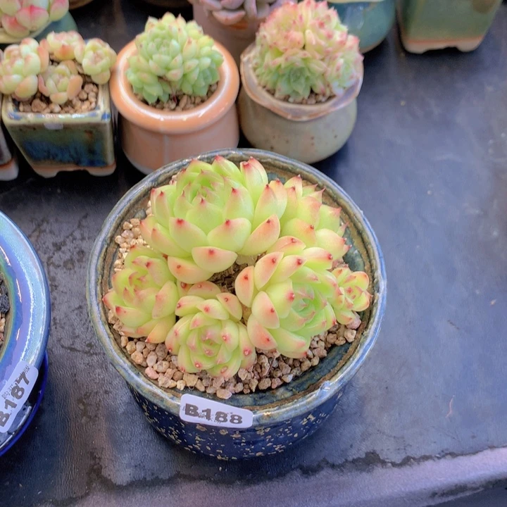 一物一拍含盆土满38包邮B188