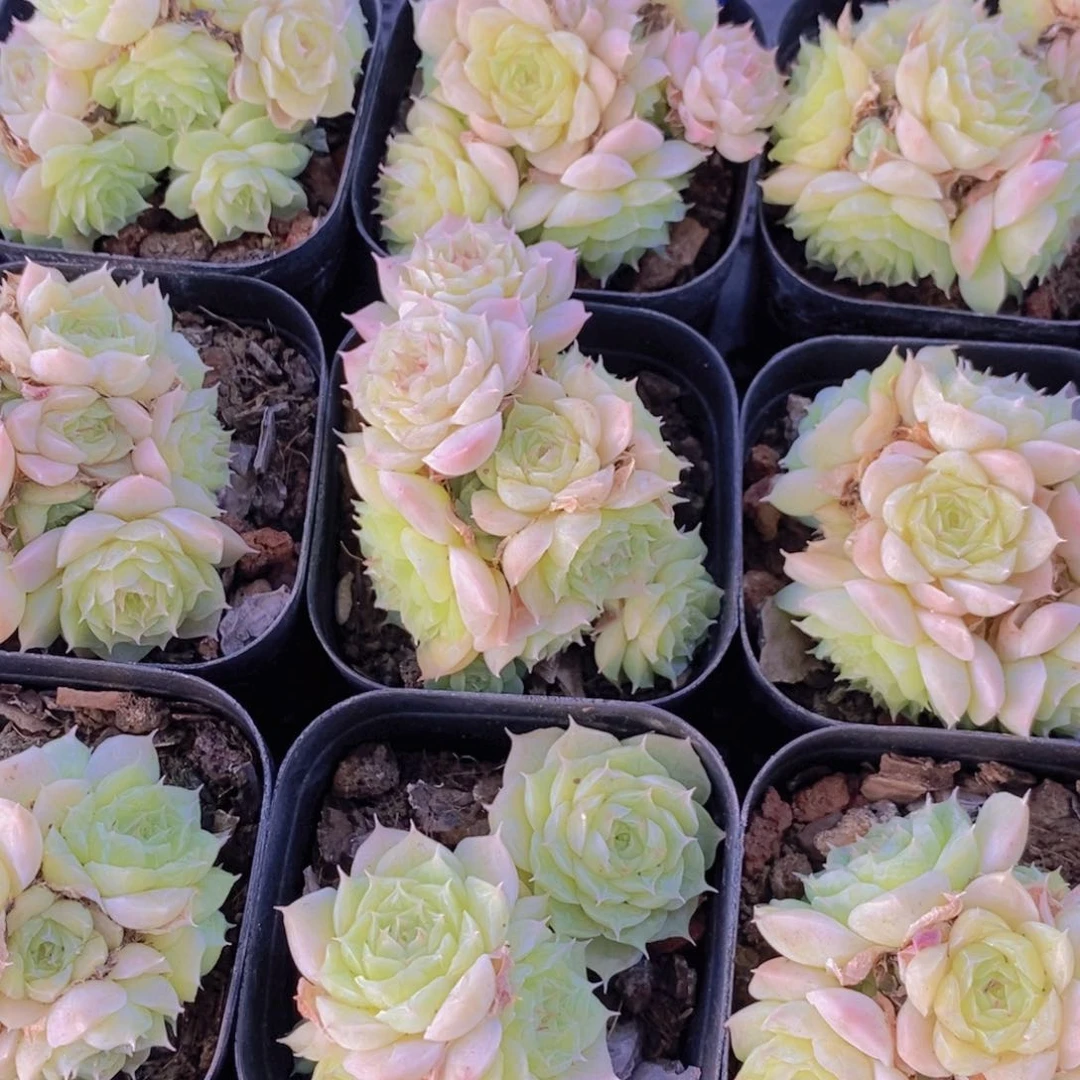 137-精品玫瑰花麦秆群两个