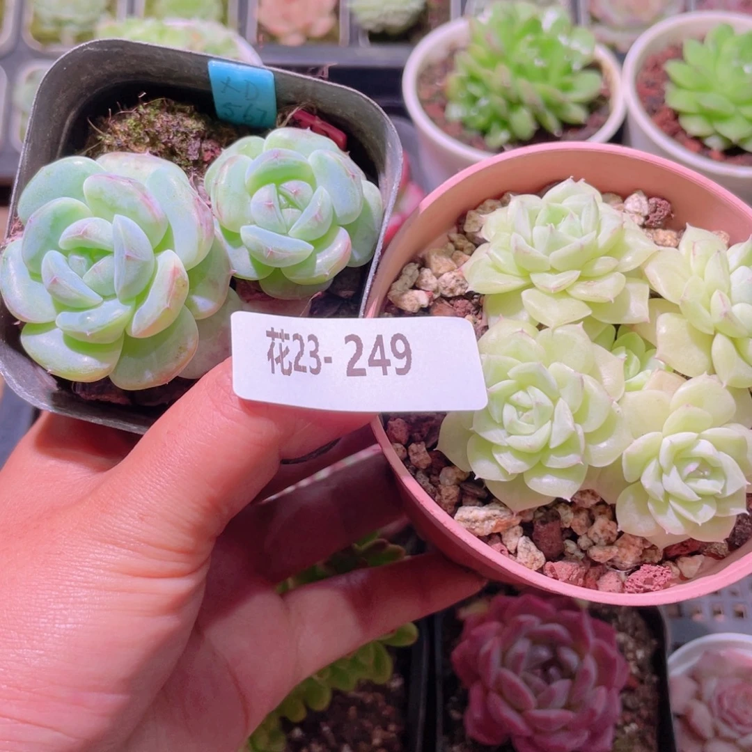 名***羽花利美23-249多肉2颗